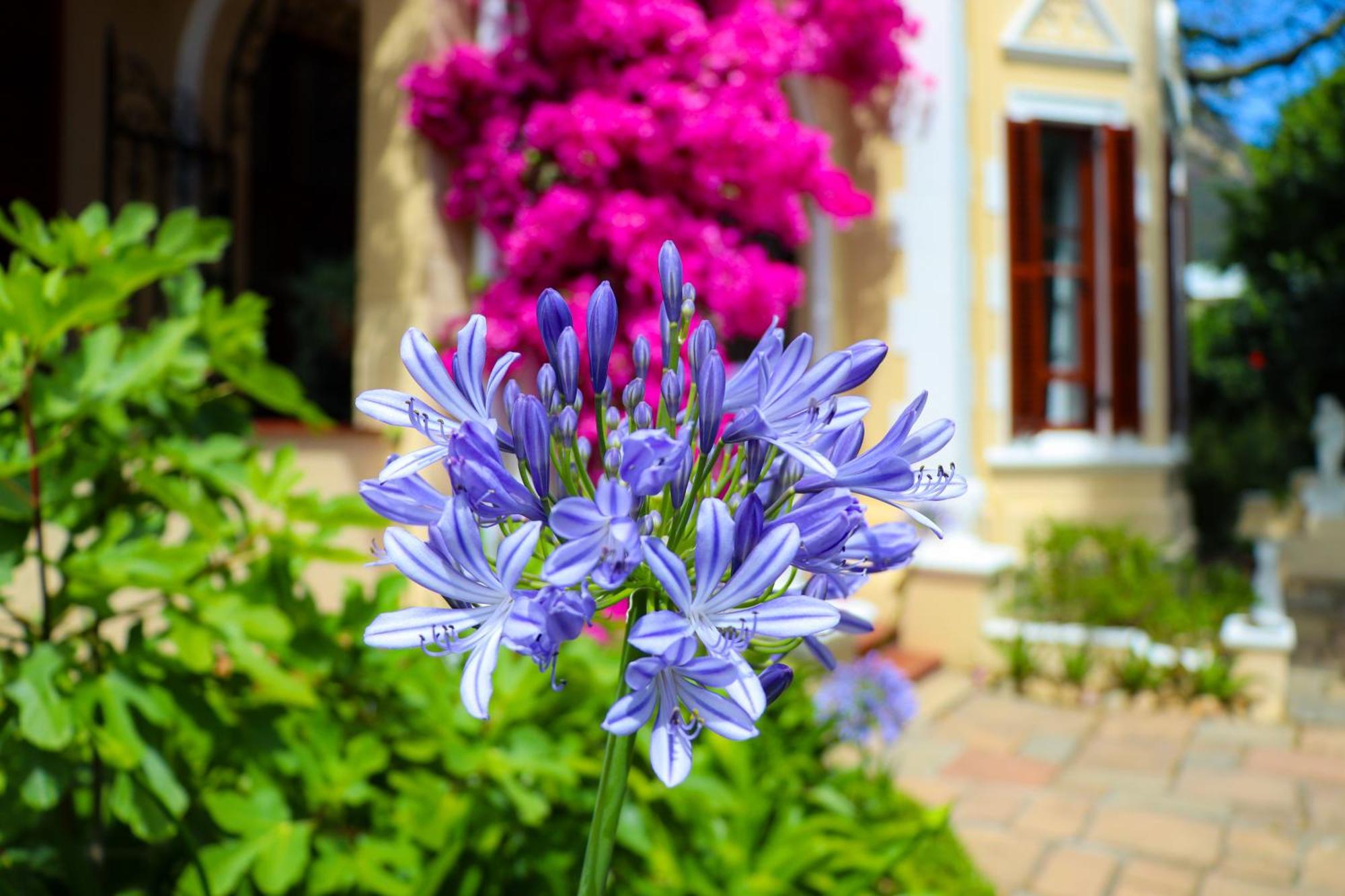 Carmichael House Boutique Hotel Kaapstad Buitenkant foto